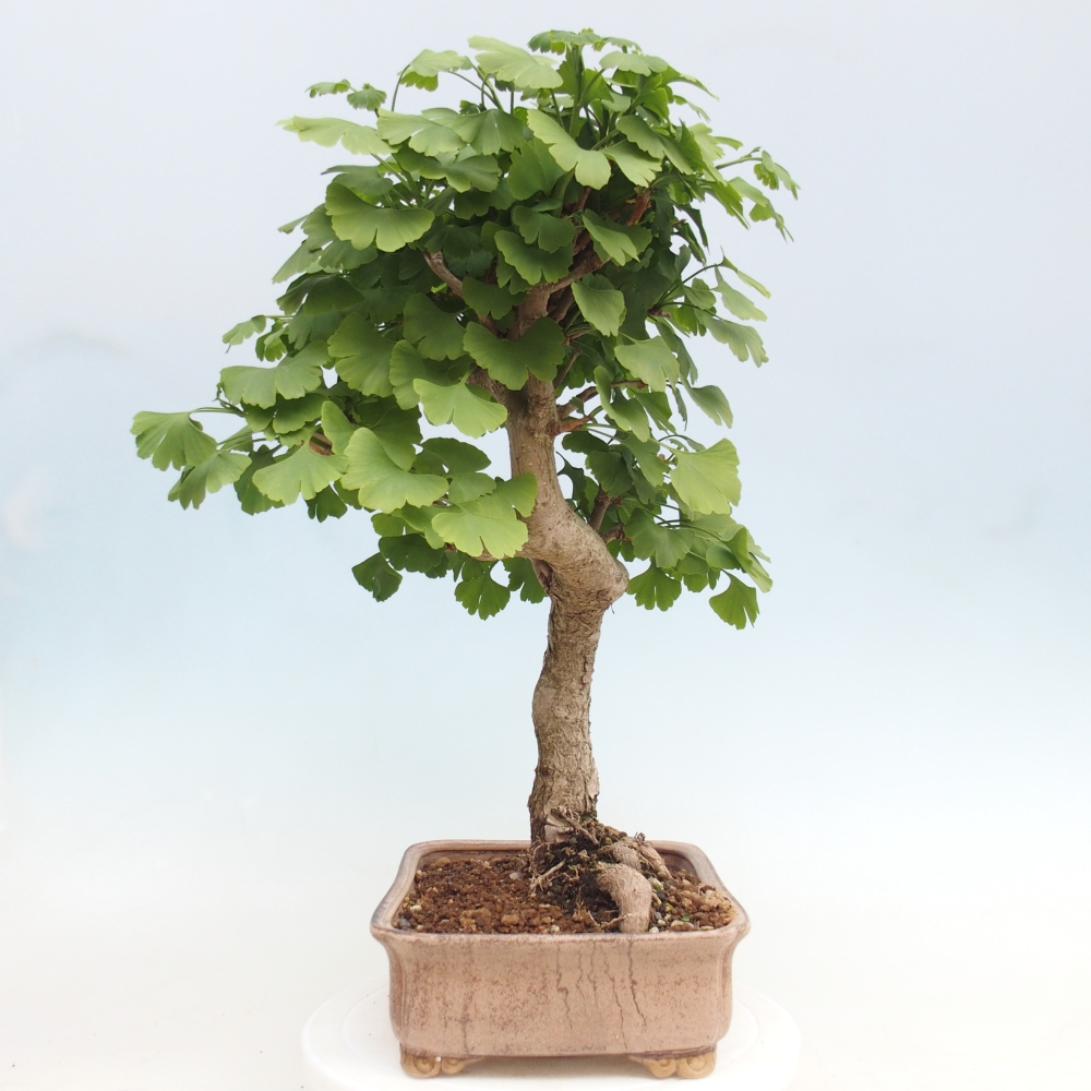 Bonsai voor buiten - Ginkgo biloba