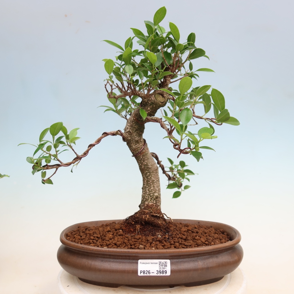 Kamerbonsai - Ficus kimmen - kleinbladige ficus