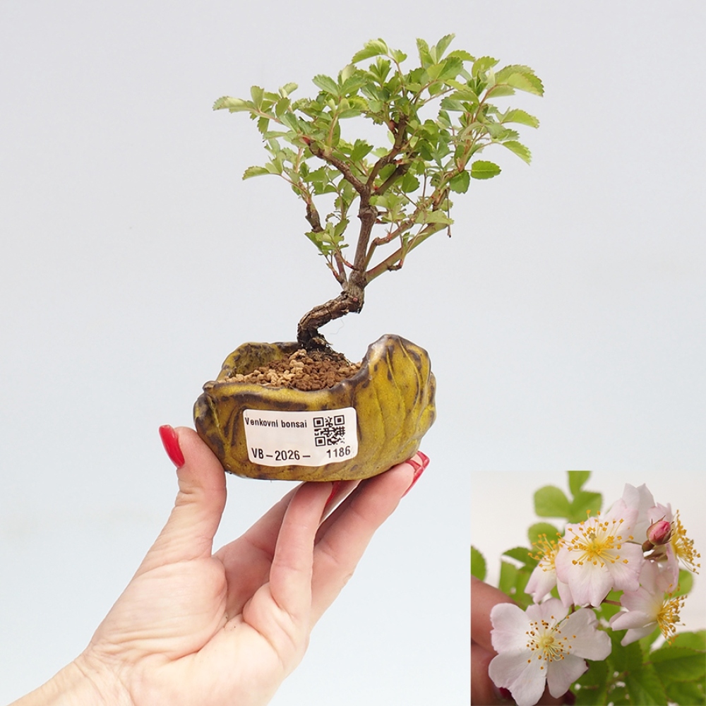 Bonsai voor buiten - Rosa sp. - kleinbloemige roos