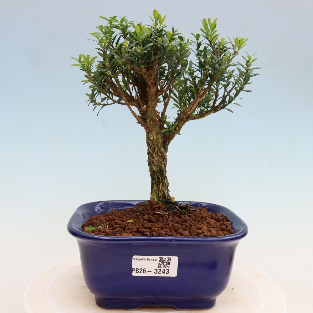 Kamerbonsai - Buxus harlandii - kurk buxus
