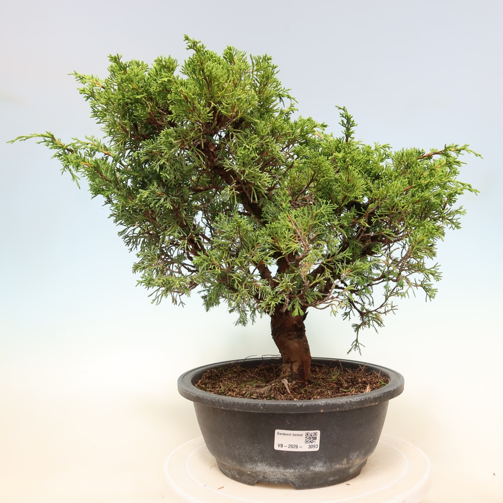 Bonsai voor buiten - Juniperus chinensis Itoigawa-Juniperus chinensis