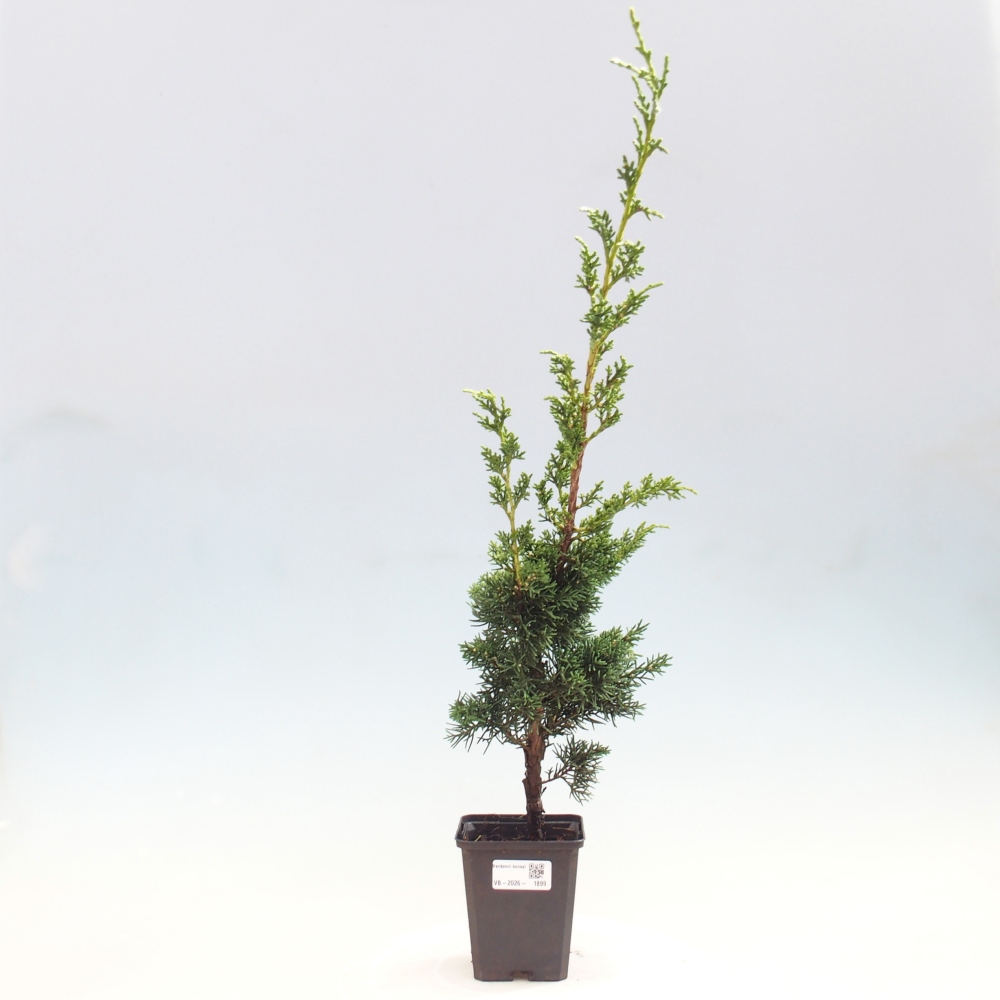 Bonsai voor buiten - Juniperus chinensis Kishu