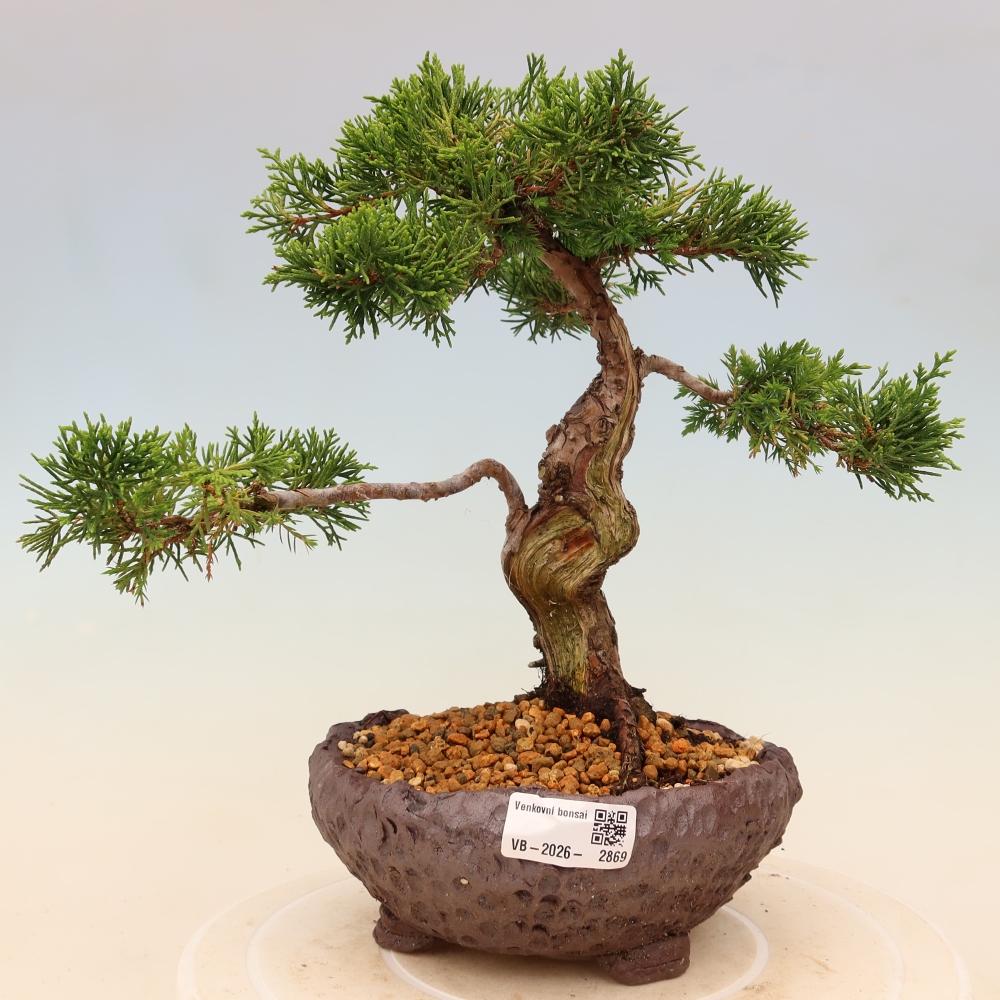 Bonsai voor buiten - Juniperus chinensis Itoigawa