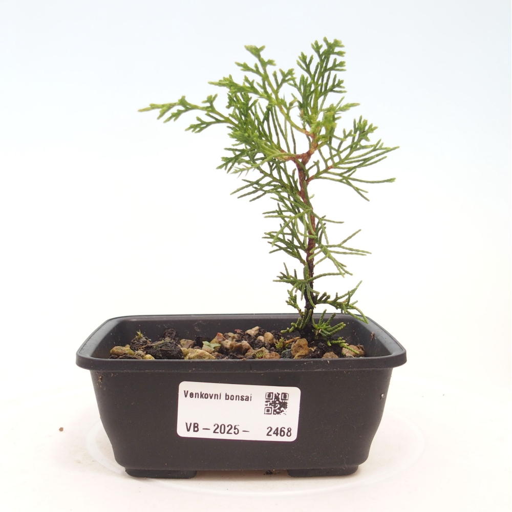 Bonsai voor buiten - Juniperus chinensis Itoigawa