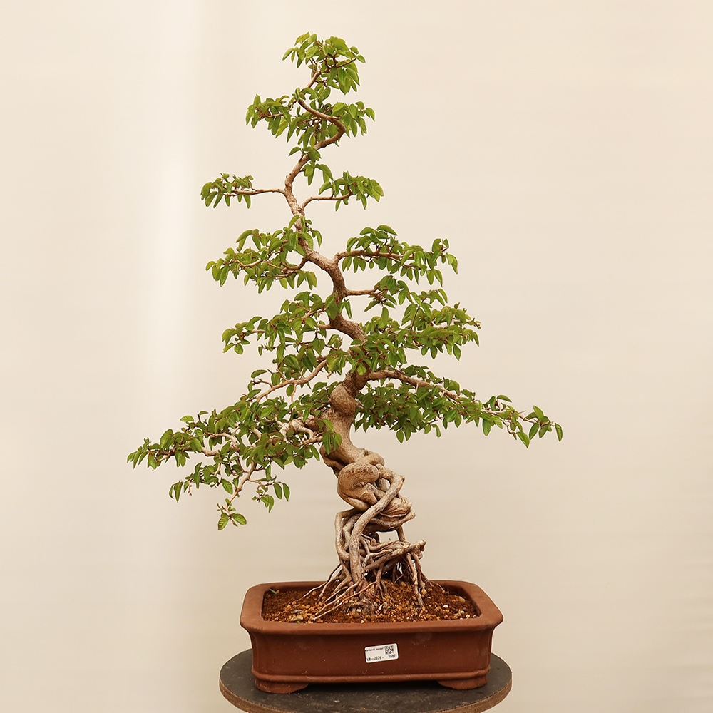 Bonsai voor buiten -Carpinus Coreana - Koreaanse haagbeuk