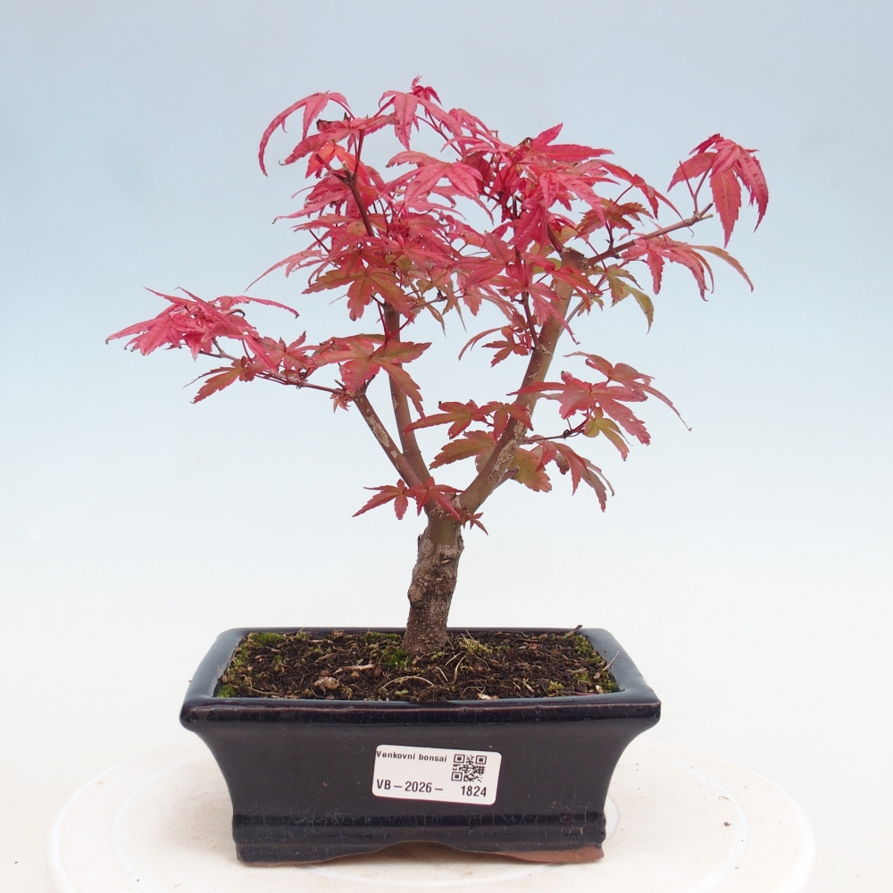 Bonsai voor buiten - Acer palmatum DESHOJO