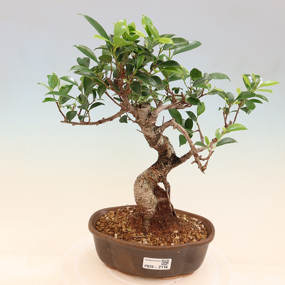 Kamerbonsai - Ficus retusa - kleinbladige ficus