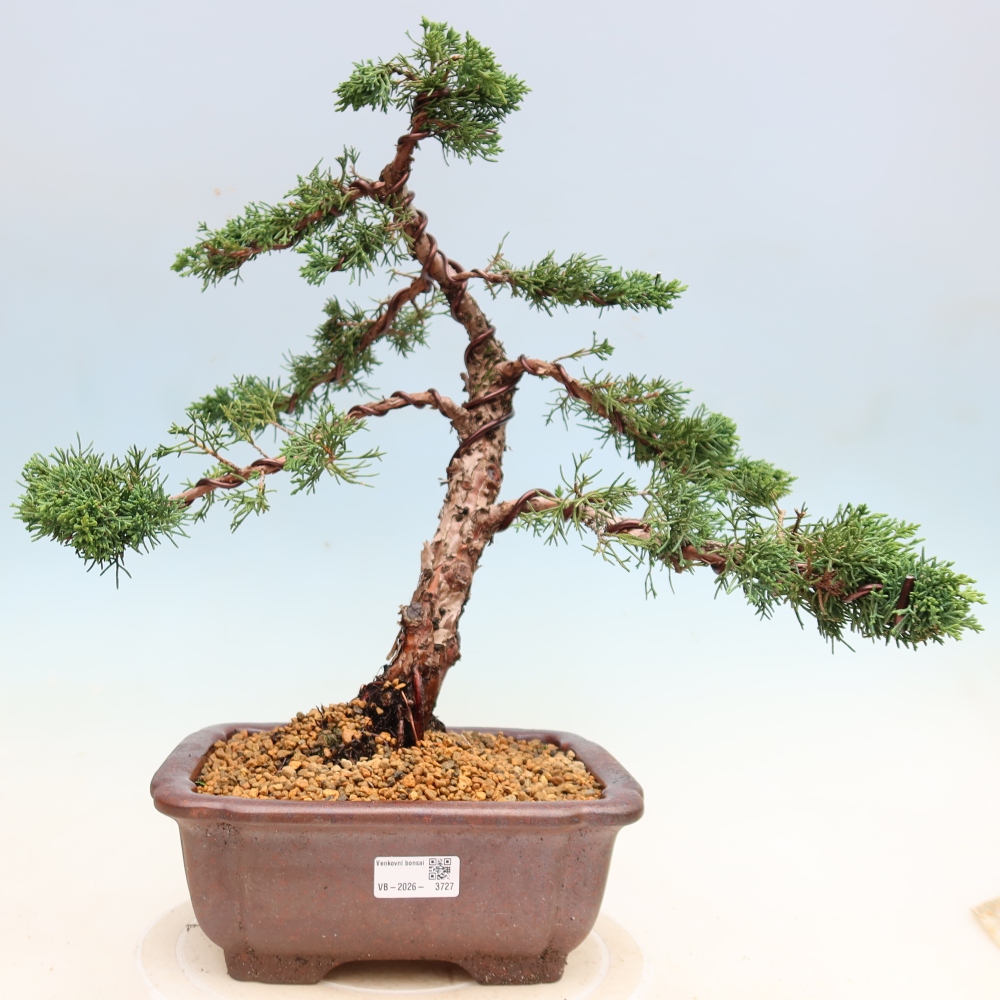 Bonsai voor buiten - Juniperus chinensis Kishu