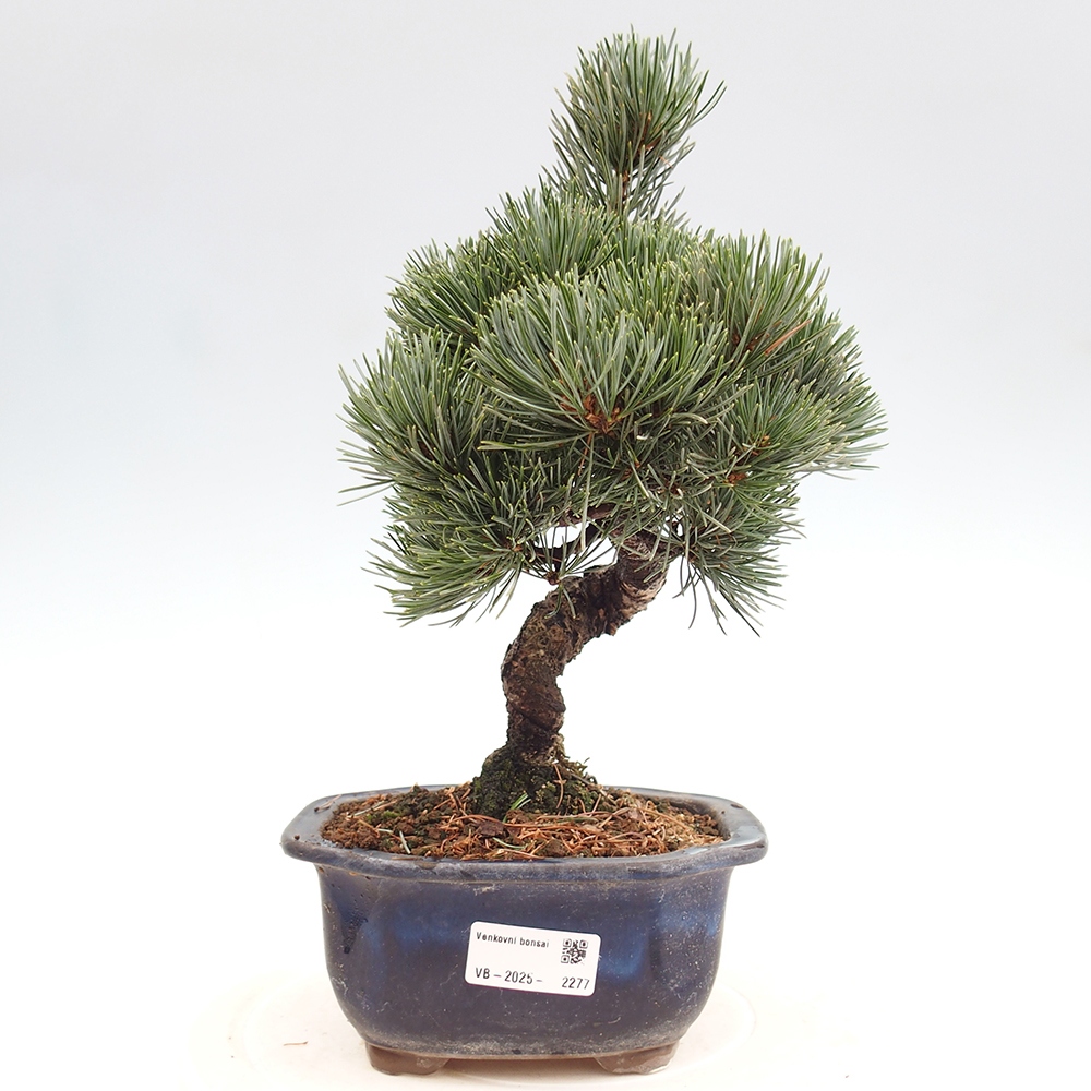Bonsai voor buiten - Pinus parviflora - Pinus parviflora