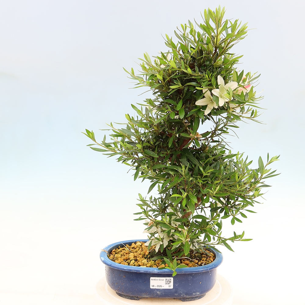 Bonsai voor buiten - Japanse Azalea - Azalea Hakurin