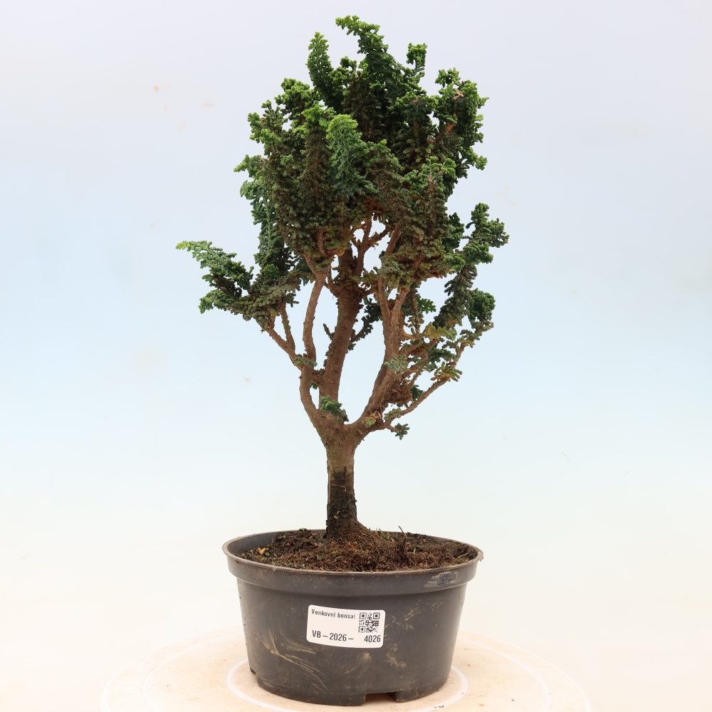 Bonsai voor buiten - Cham. obtusa SEKKA HINOKI - Cipres