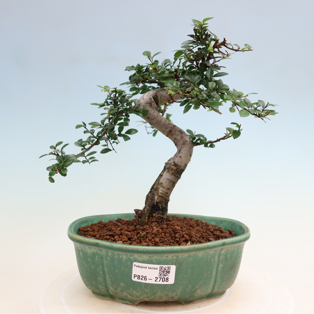 Kamerbonsai - Ulmus parvifolia - Winteriep