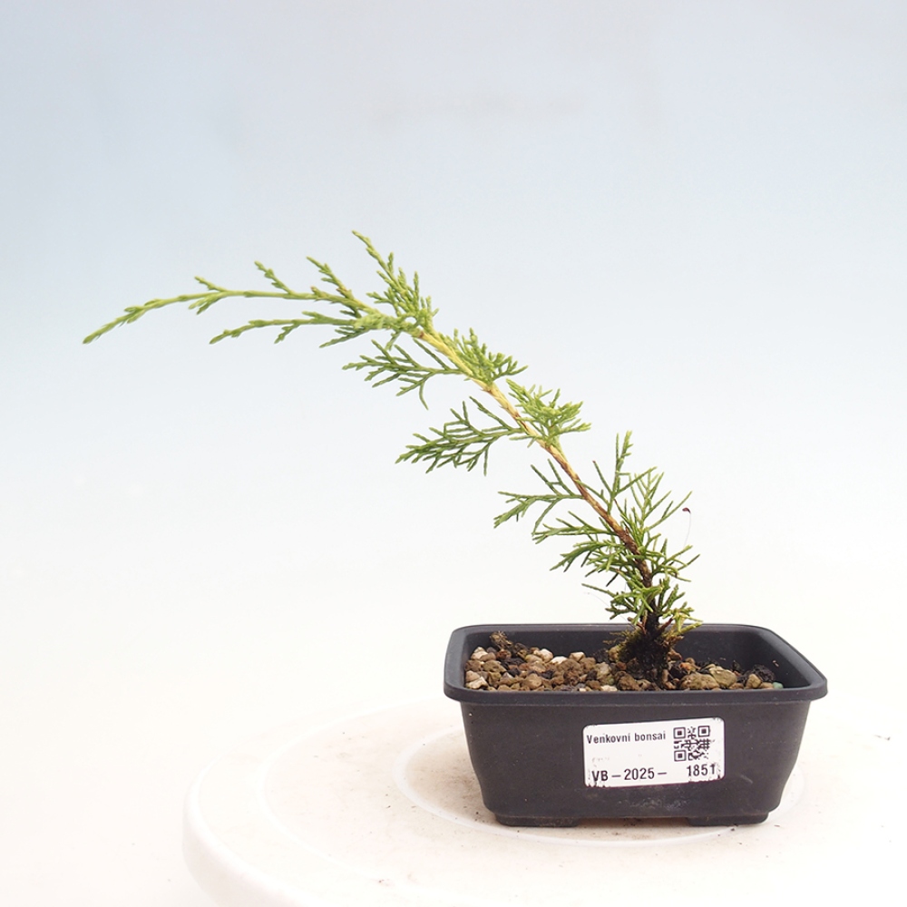 Bonsai voor buiten - Juniperus chinensis Itoigawa