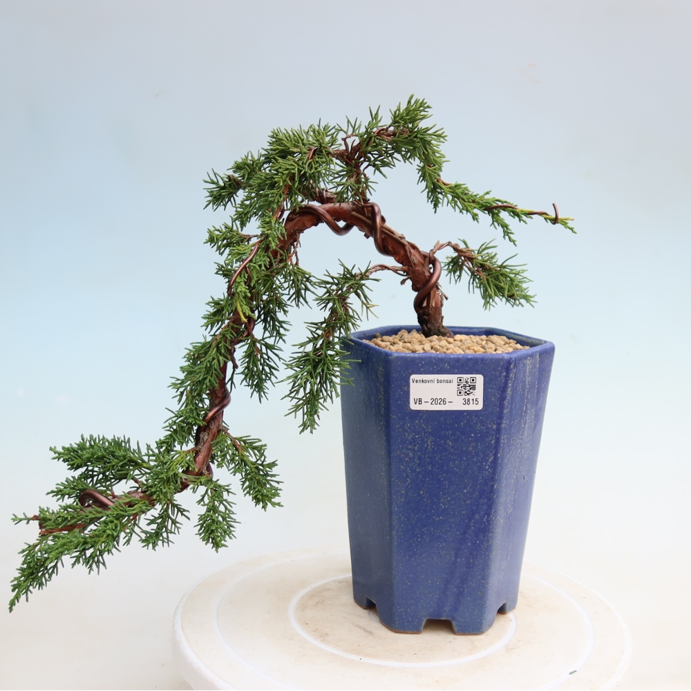 Bonsai voor buiten - Juniperus chinensis Kishu