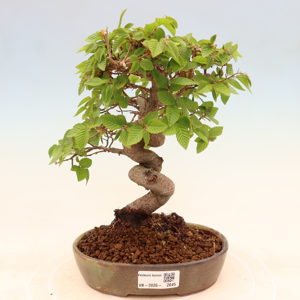 Bonsai voor buiten -Carpinus Coreana - Koreaanse haagbeuk