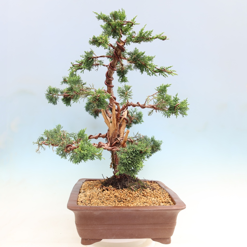 Bonsai voor buiten - Juniperus chinensis Kishu