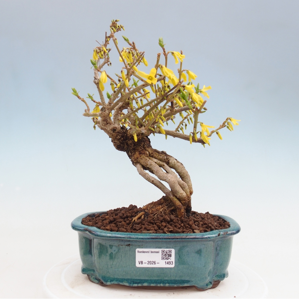 Bonsai voor buiten - Zlatice - Forsythia koreana