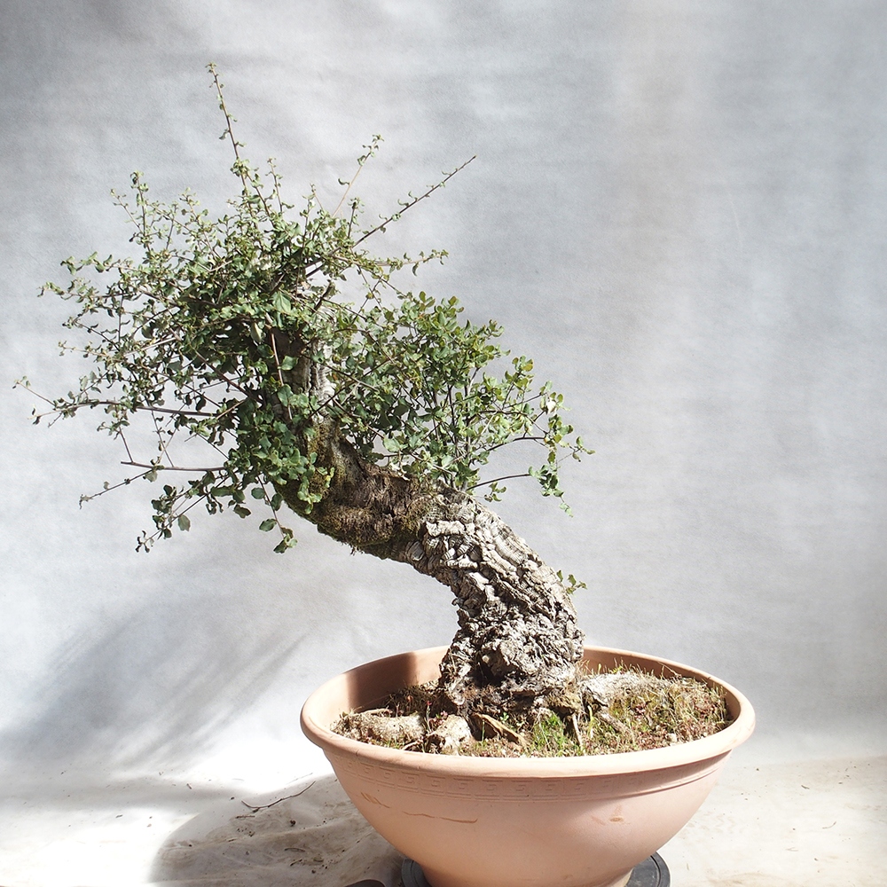 buiten bonsai Quercus suber - kurkeik