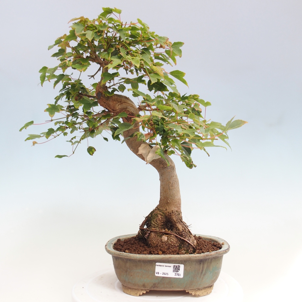 Bonsai voor buiten - Acer Buergerianum - Burgeresdoorn