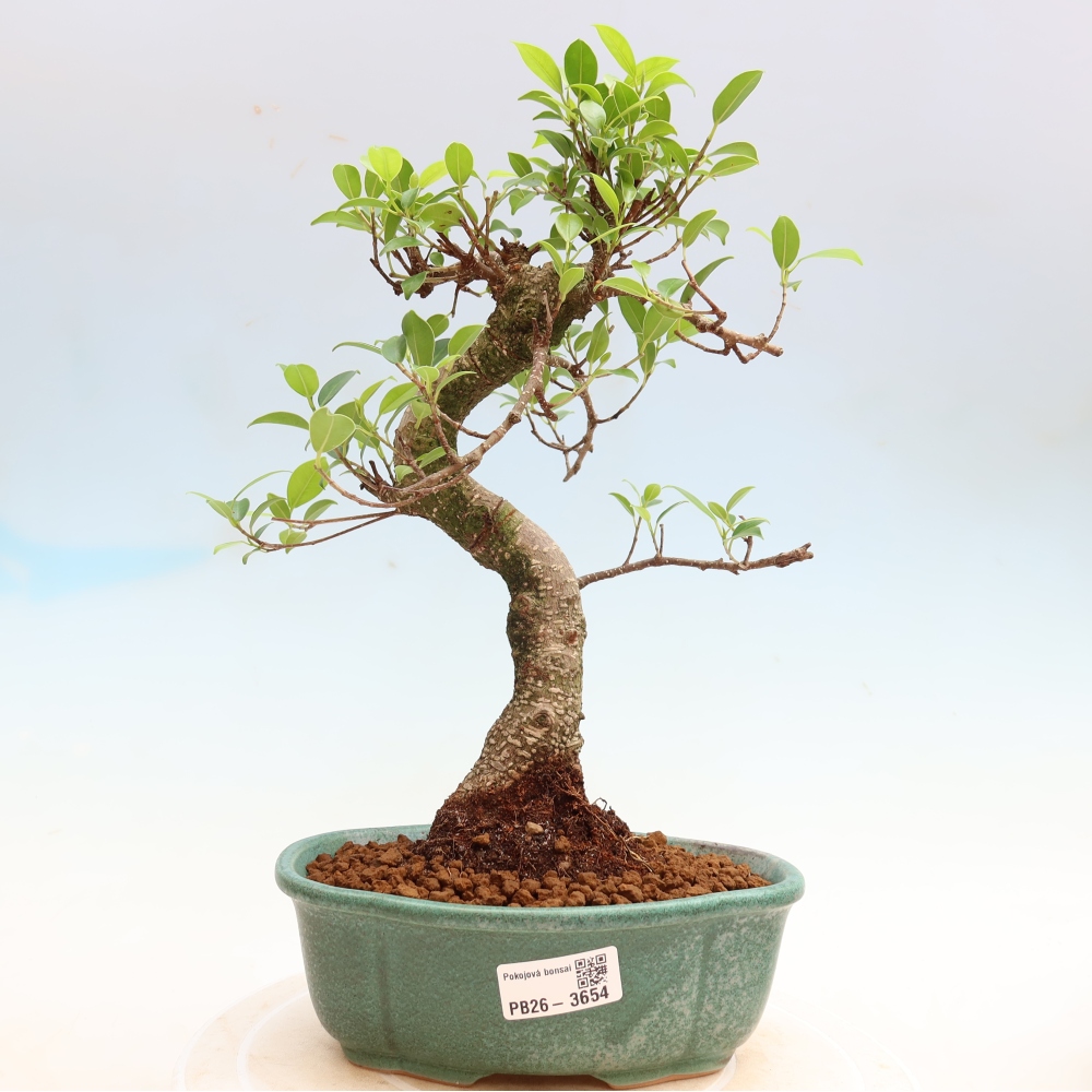 Kamerbonsai - Ficus kimmen - kleinbladige ficus