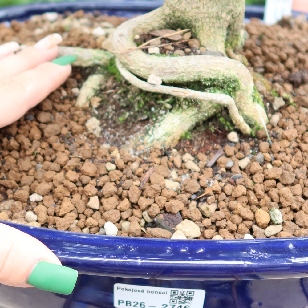 Kamerbonsai - Zantoxylum piperitum - peperboom