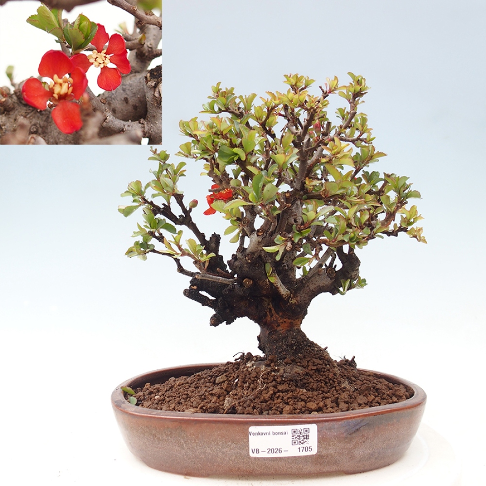 Bonsai voor buiten - Chaneomeles speciosa - Kweepeer