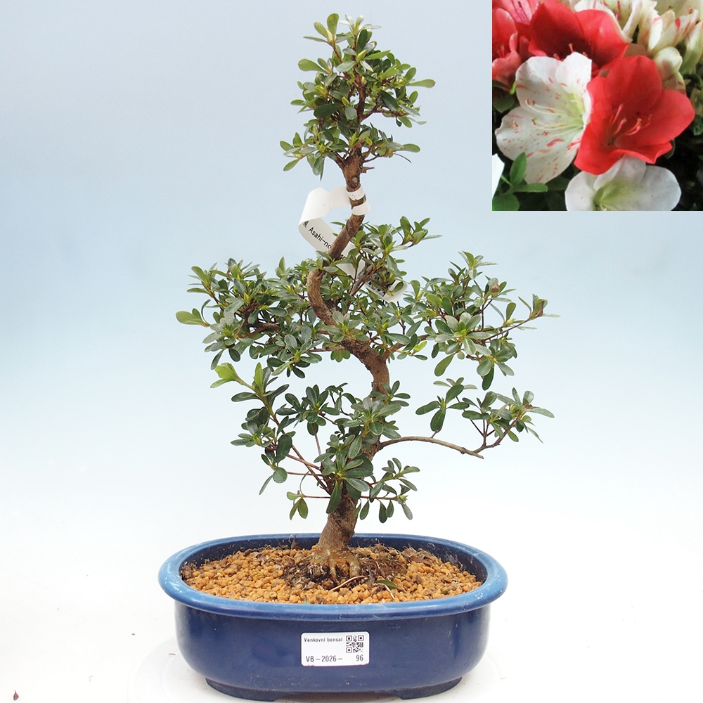 Bonsai voor buiten - Japanse azalea - Azalea Asahi-no-izumi