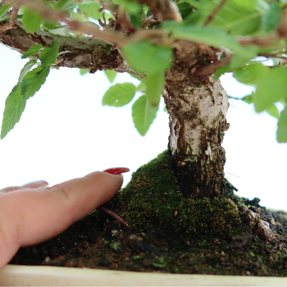Bonsai voor buiten -Carpinus Coreana - Koreaanse haagbeuk