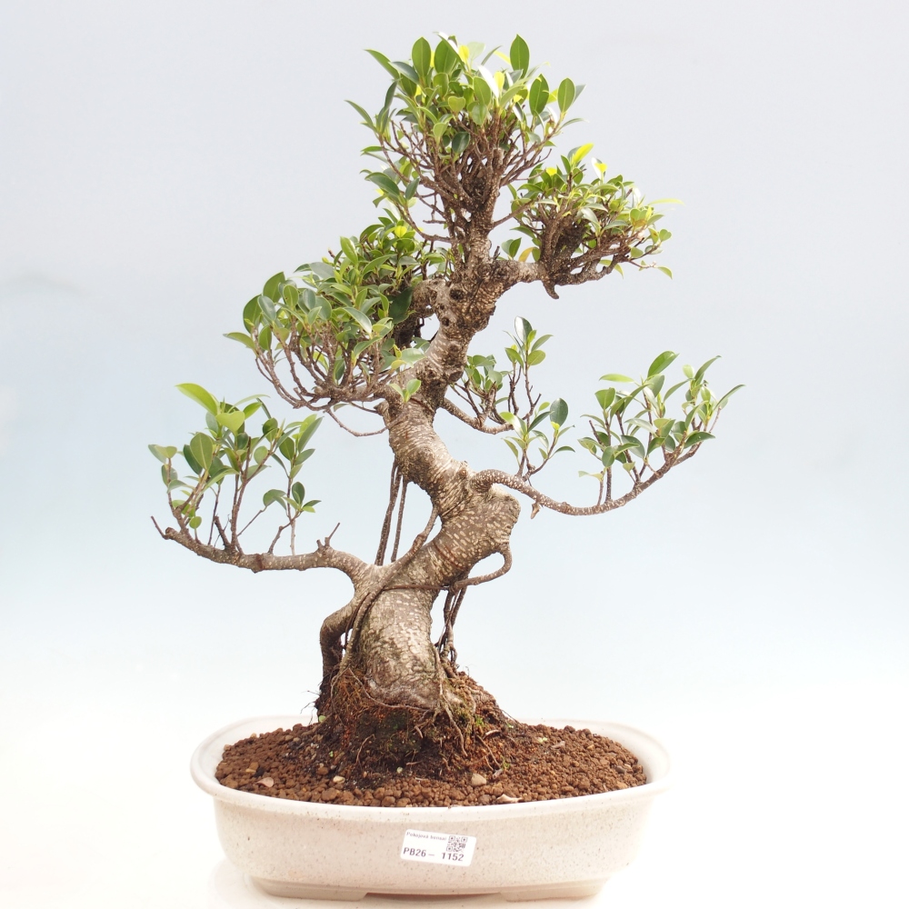 Kamerbonsai - Ficus kimmen - kleinbladige ficus