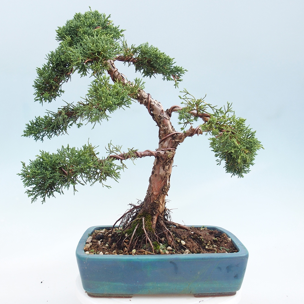 Bonsai voor buiten - Juniperus chinensis Kishu
