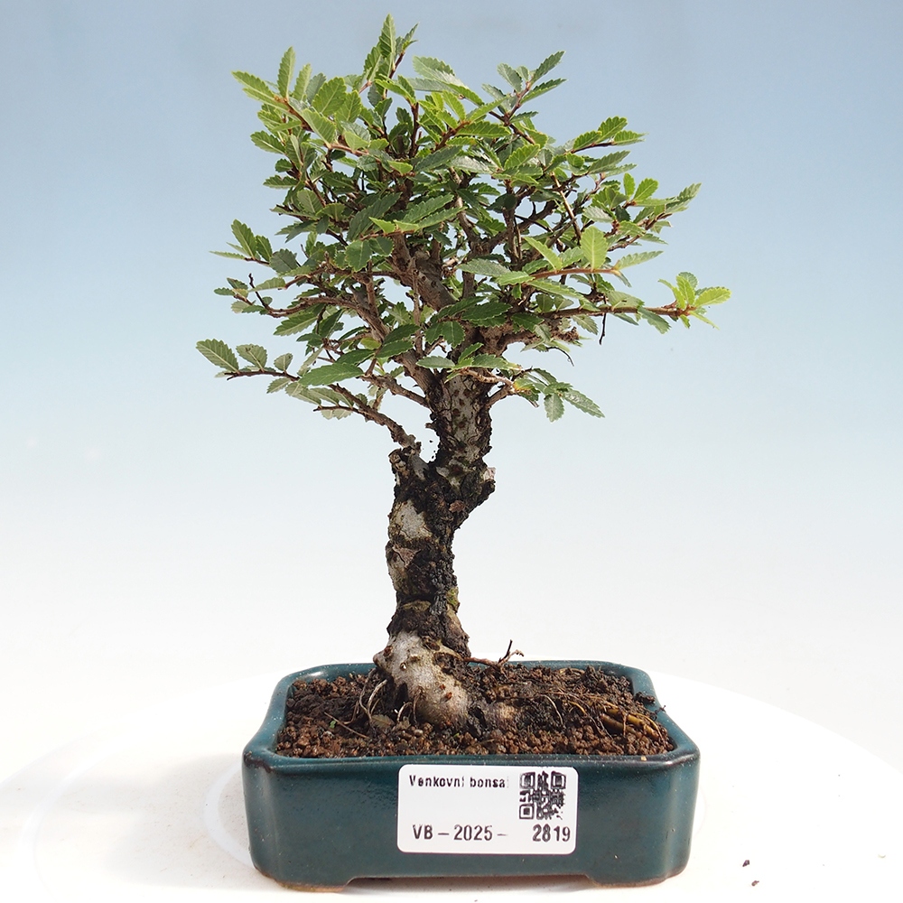 Bonsai voor buiten - Zelkova - Zelkova NIRE
