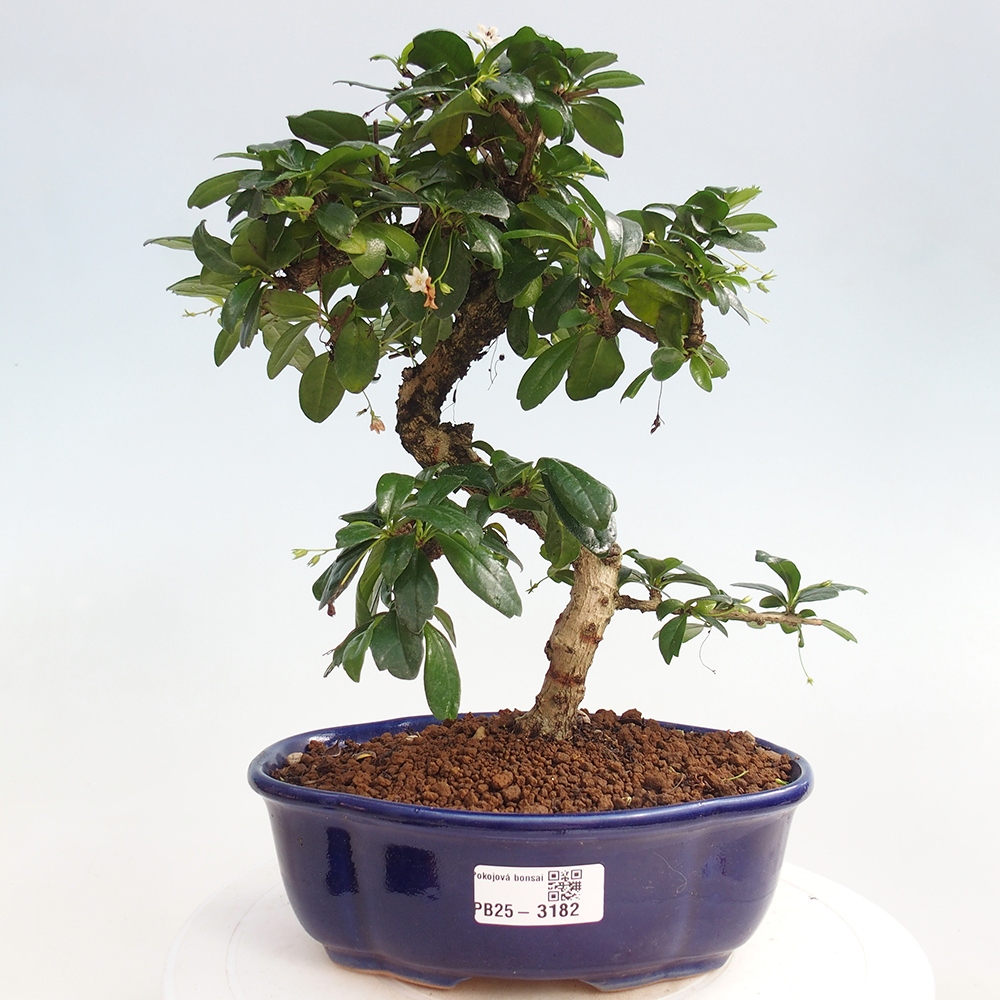 Kamerbonsai - Carmona macrophylla - Thee fuki