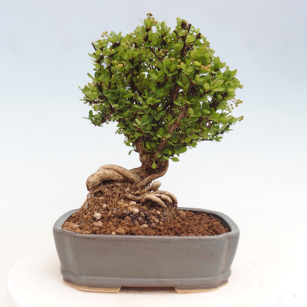 Bonsai voor buiten - Berberis coreana