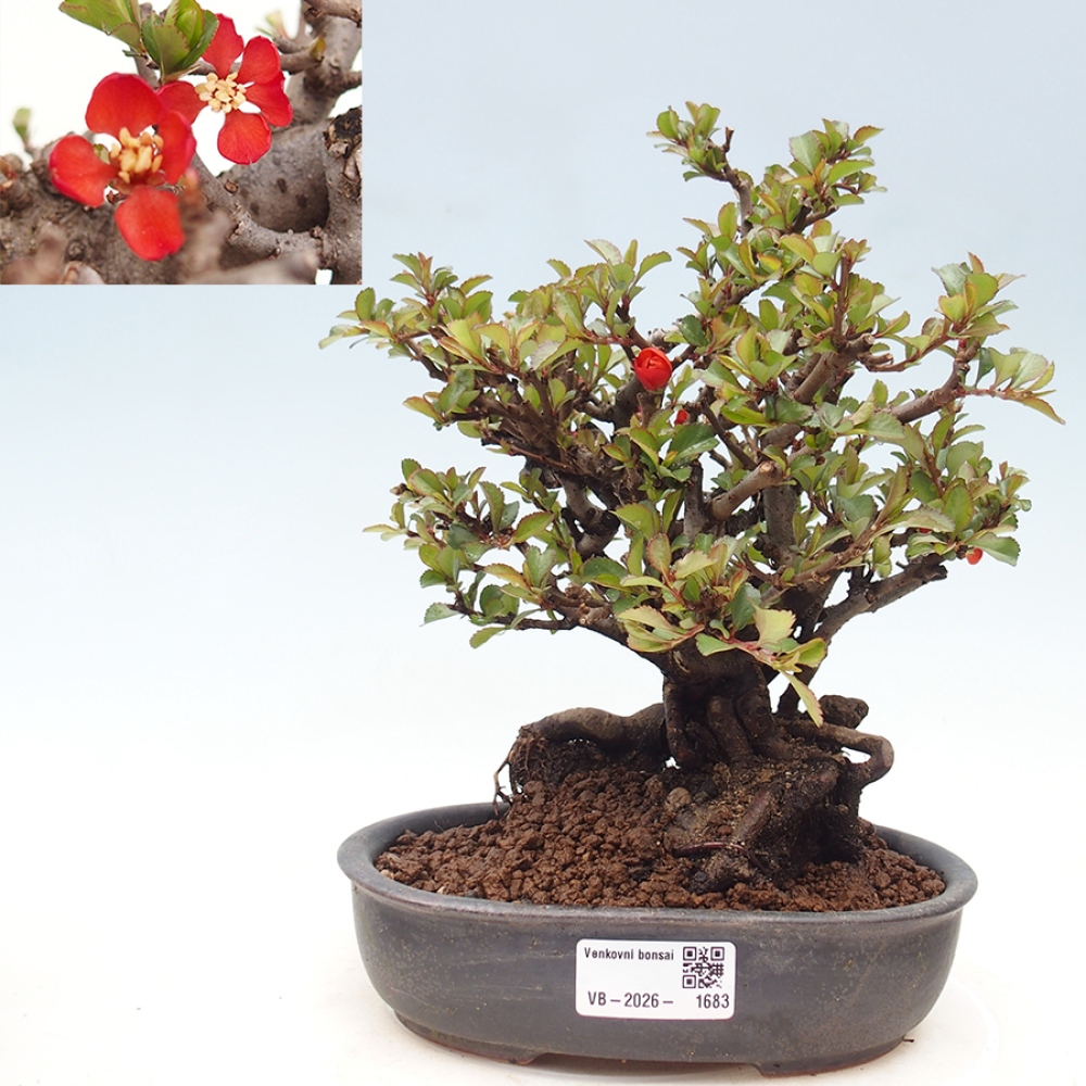 Bonsai voor buiten - Chaneomeles speciosa - Kweepeer