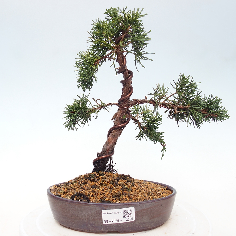 Bonsai voor buiten - Juniperus chinensis Kishu
