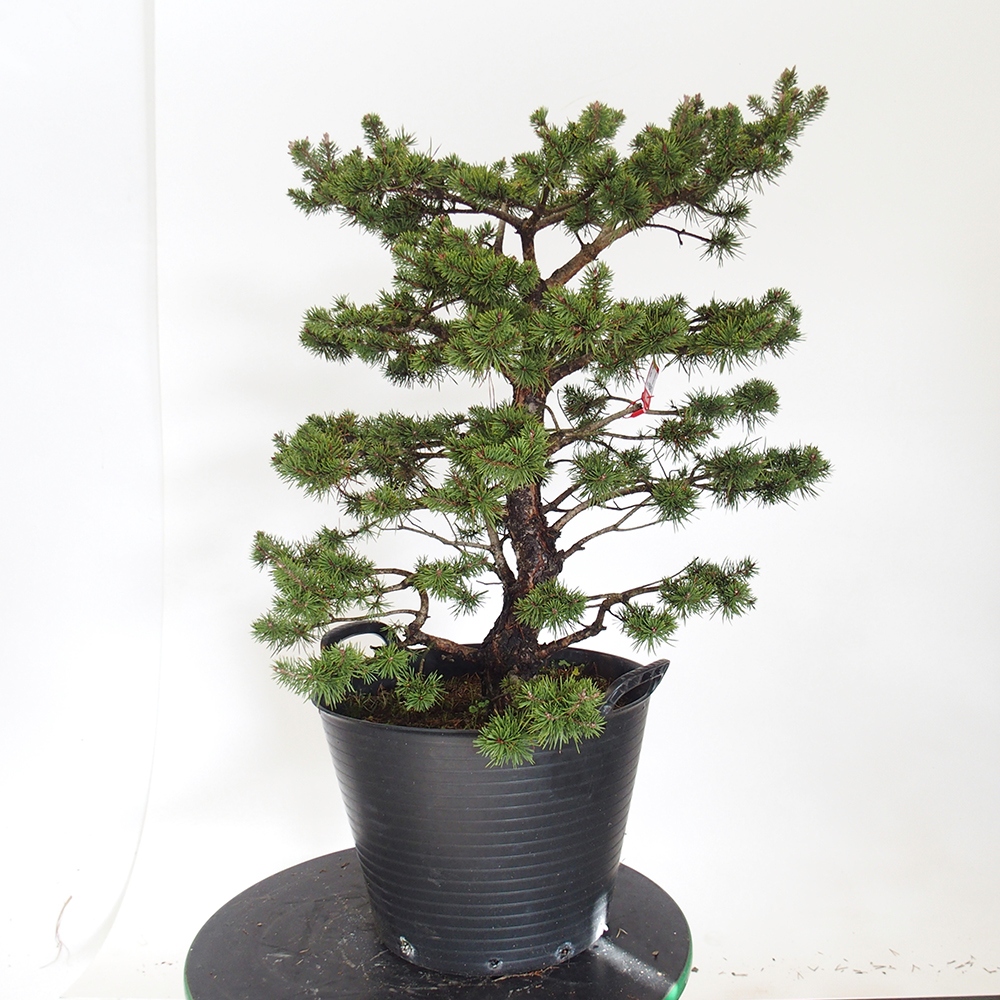 Yamadori - Pinus sylvestris Spanje