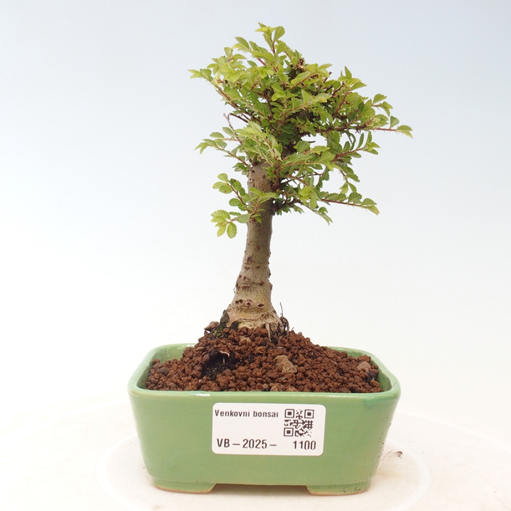 Bonsai voor buiten - Ulmus parvifolia Sagei - Kleinbladige iep