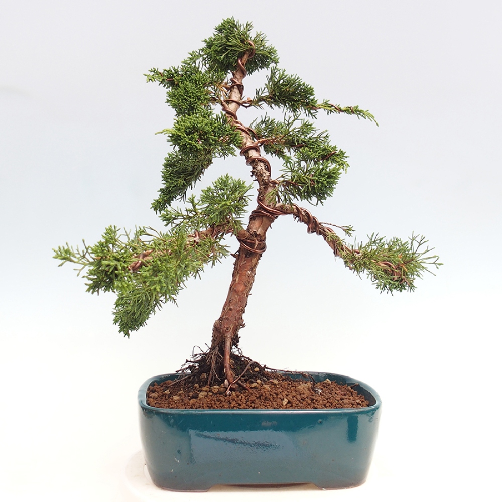Bonsai voor buiten - Juniperus chinensis Kishu