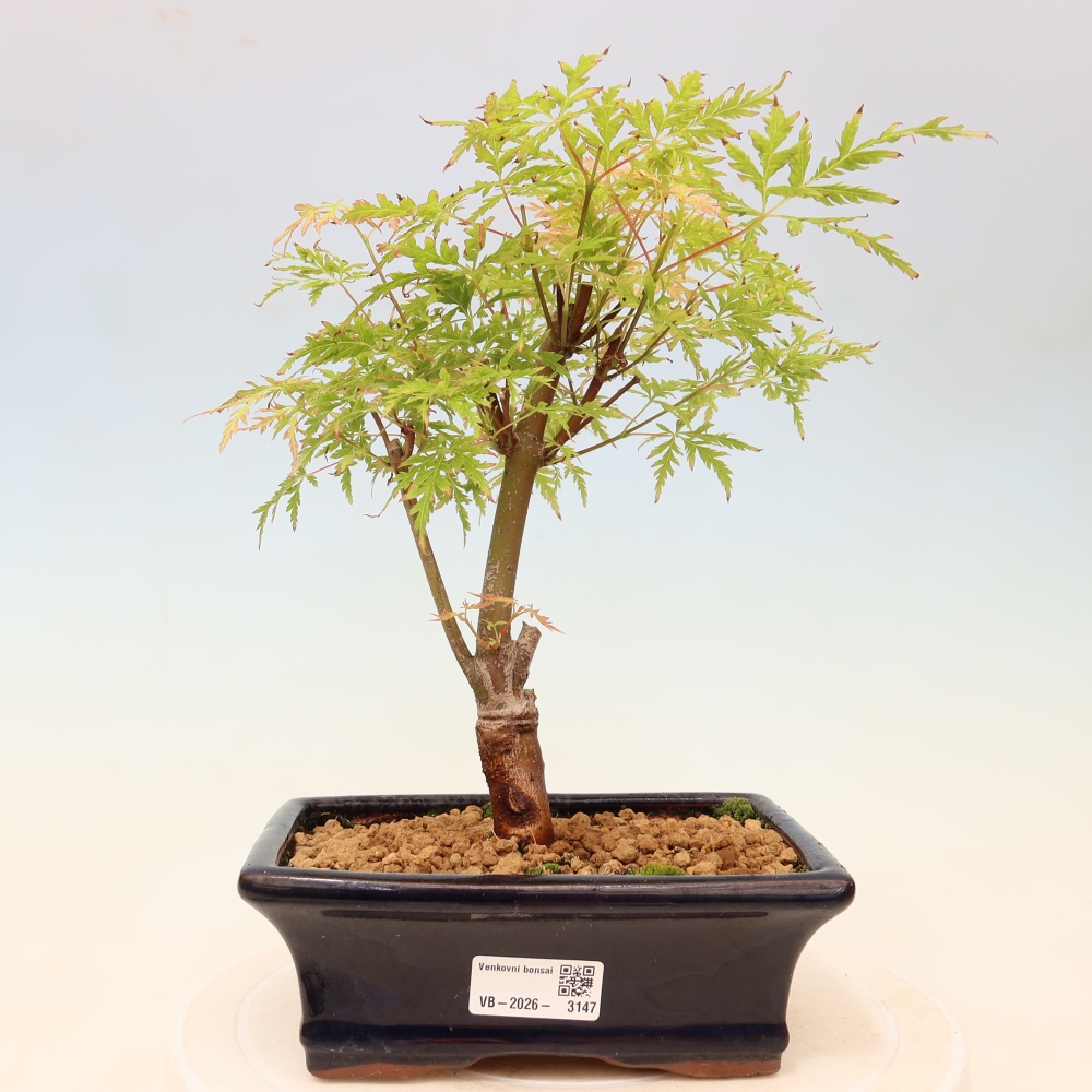 Bonsai voor buiten - Acer palmatum Dissectum