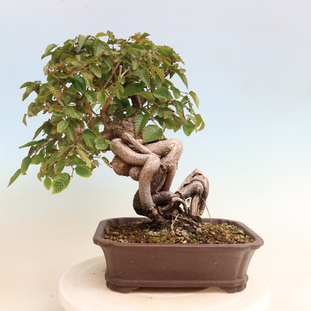Bonsai voor buiten -Carpinus CARPINOIDES - Koreaanse haagbeuk