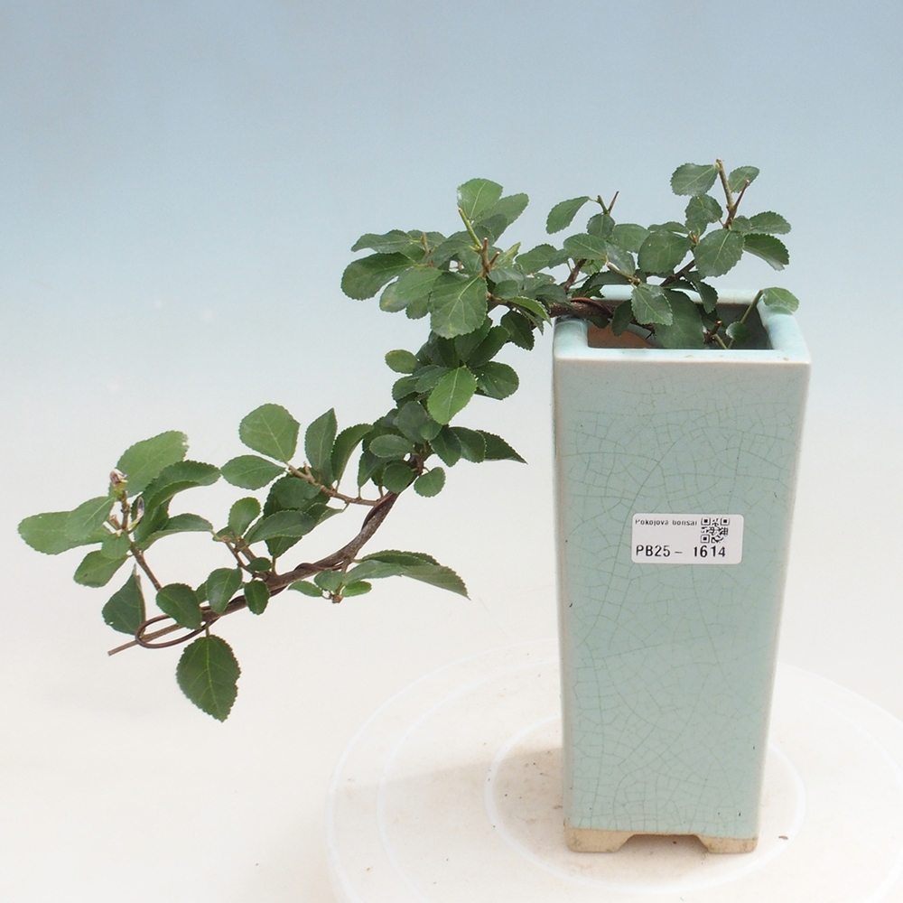 Bonsai - Grewia occidentalis - Lavendel zeester