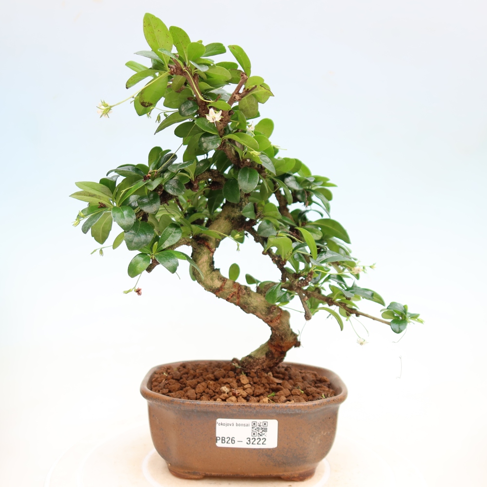 Kamerbonsai - Carmona macrophylla - Thee fuki