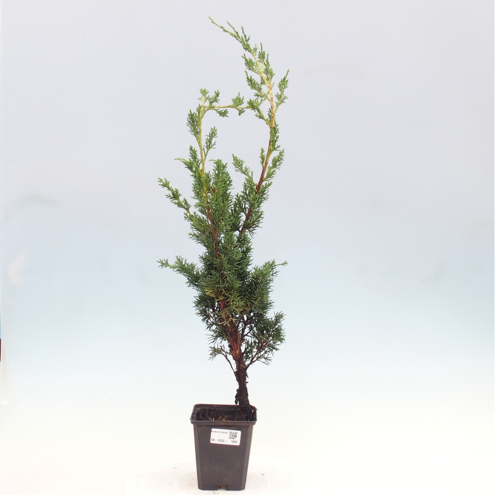 Bonsai voor buiten - Juniperus chinensis Kishu