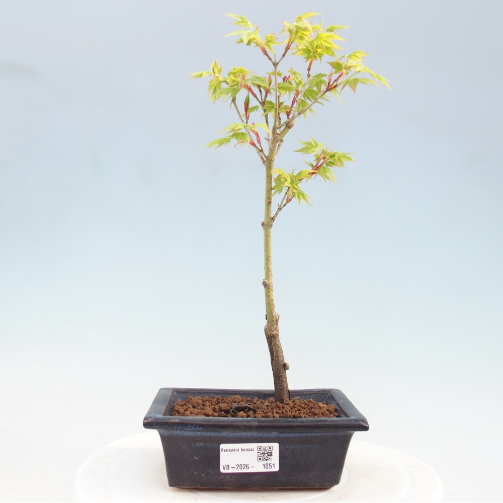 Acer palmatum Aureum - Gewone esdoorn