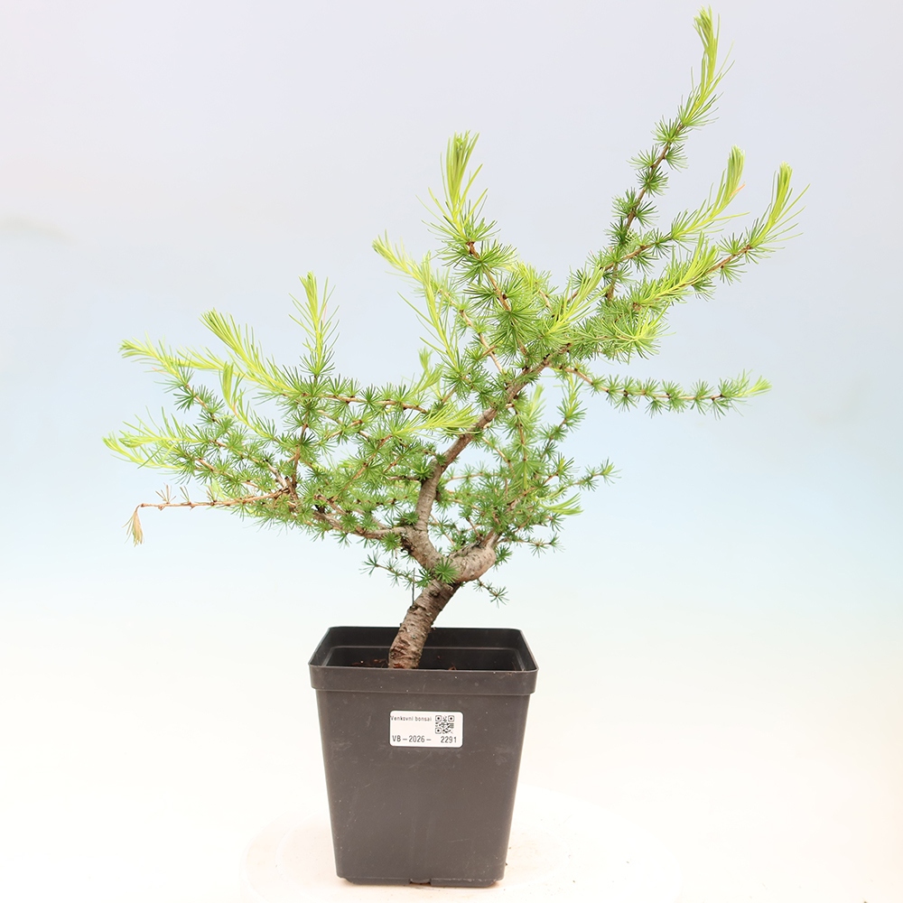Bonsai voor buiten -Larix decidua - Lariks