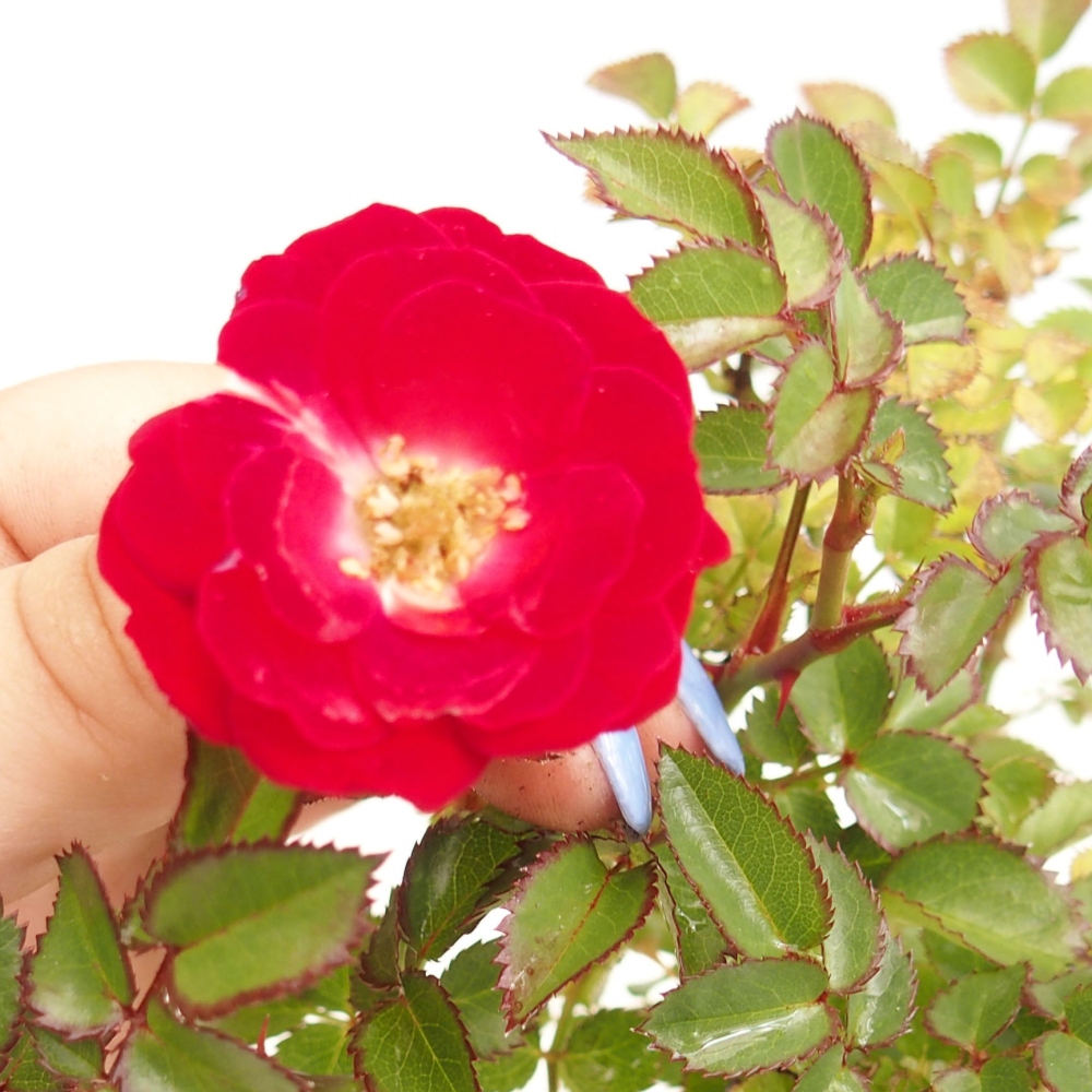 Bonsai voor buiten - Rosa Kordes - roos