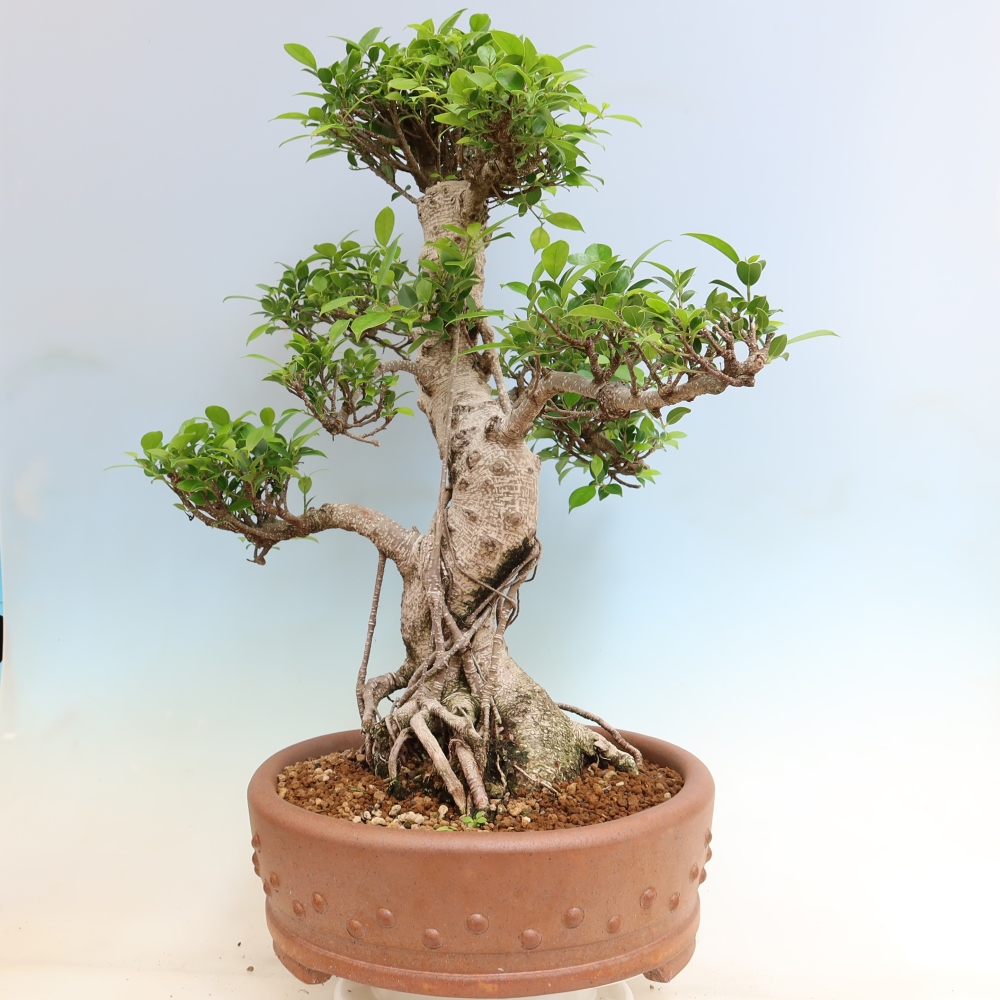 Kamerbonsai - Ficus kimmen - kleinbladige ficus