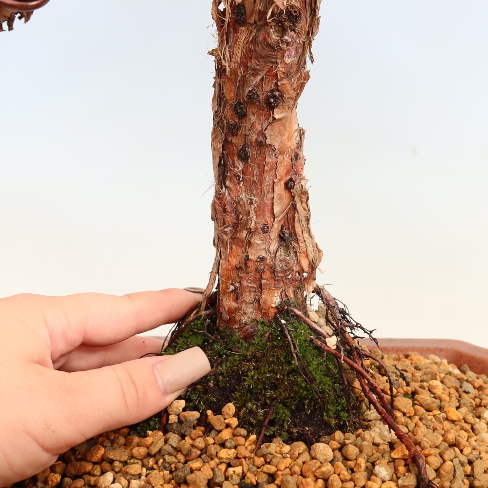 Bonsai voor buiten - Juniperus chinensis Kishu