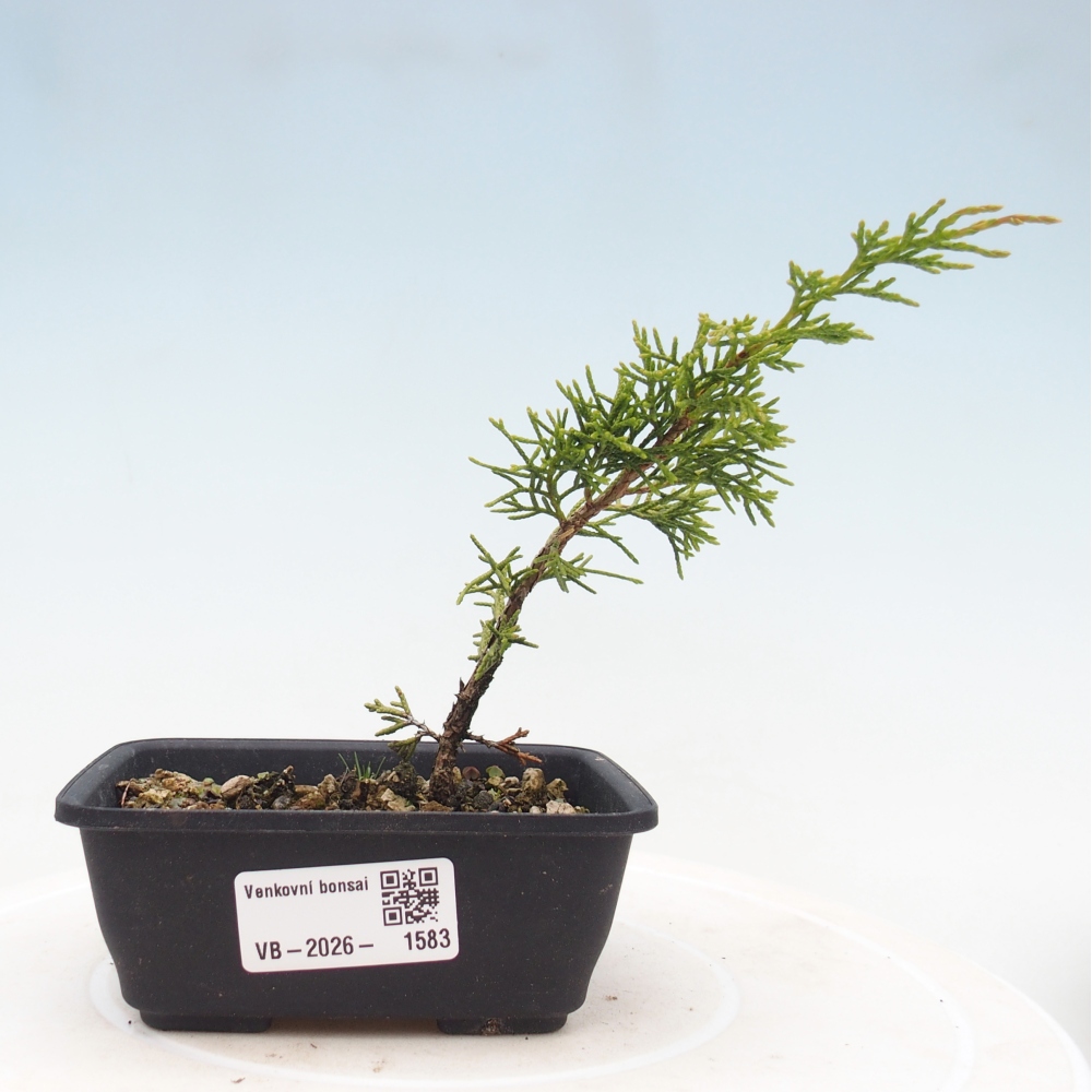Bonsai voor buiten - Juniperus chinensis Itoigawa