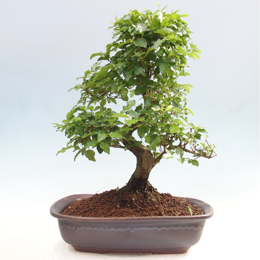 Kamerbonsai -Ligustrum chinensis - Vogelsnavel